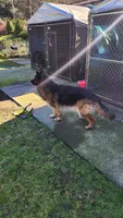 Athena , a female German Shepherd Dog for sale in Covington, WA – Photo 3 of 4