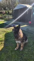 Athena , a female German Shepherd Dog for sale in Covington, WA – Photo 2 of 4