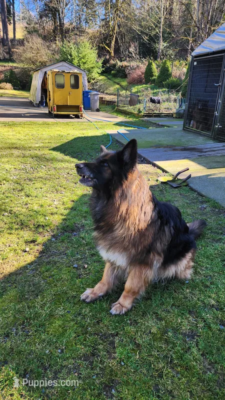 Athena , a female German Shepherd Dog for sale in Covington, WA – Photo 1 of 4