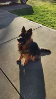 Lucy, a female German Shepherd Dog for sale in Covington, WA – Photo 1 of 4