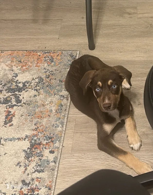 Diamond – Australian Shepherd, Alaskan Husky puppy for sale in Birmingham, AL