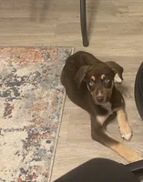 Diamond, a female Australian Shepherd and Alaskan Husky for sale in Birmingham, AL – 1 of 2