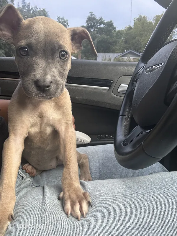 Ms. Jackson – American Pit Bull Terrier puppy for sale in Birmingham, AL