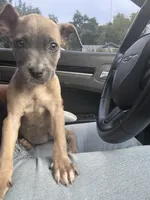 Ms. Jackson, a female American Pit Bull Terrier for sale in Birmingham, AL – 1 of 2