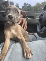 Ms. Jackson, a female American Pit Bull Terrier for sale in Birmingham, AL – 2 of 2