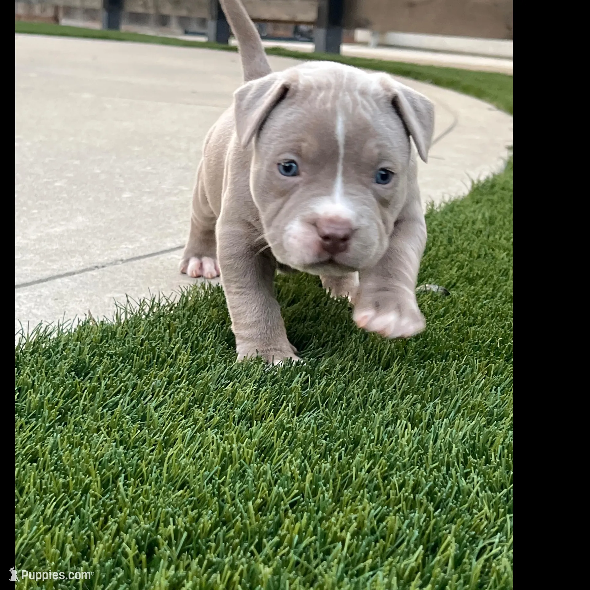Female #3 $4000, a female American Bully for sale in Manteca, CA – Photo 5 of 6