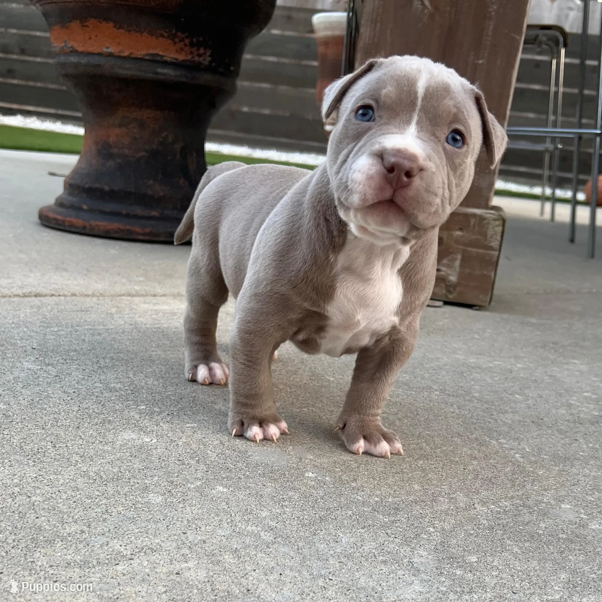 Female #3 $4000, a female American Bully for sale in Manteca, CA – Photo 4 of 6