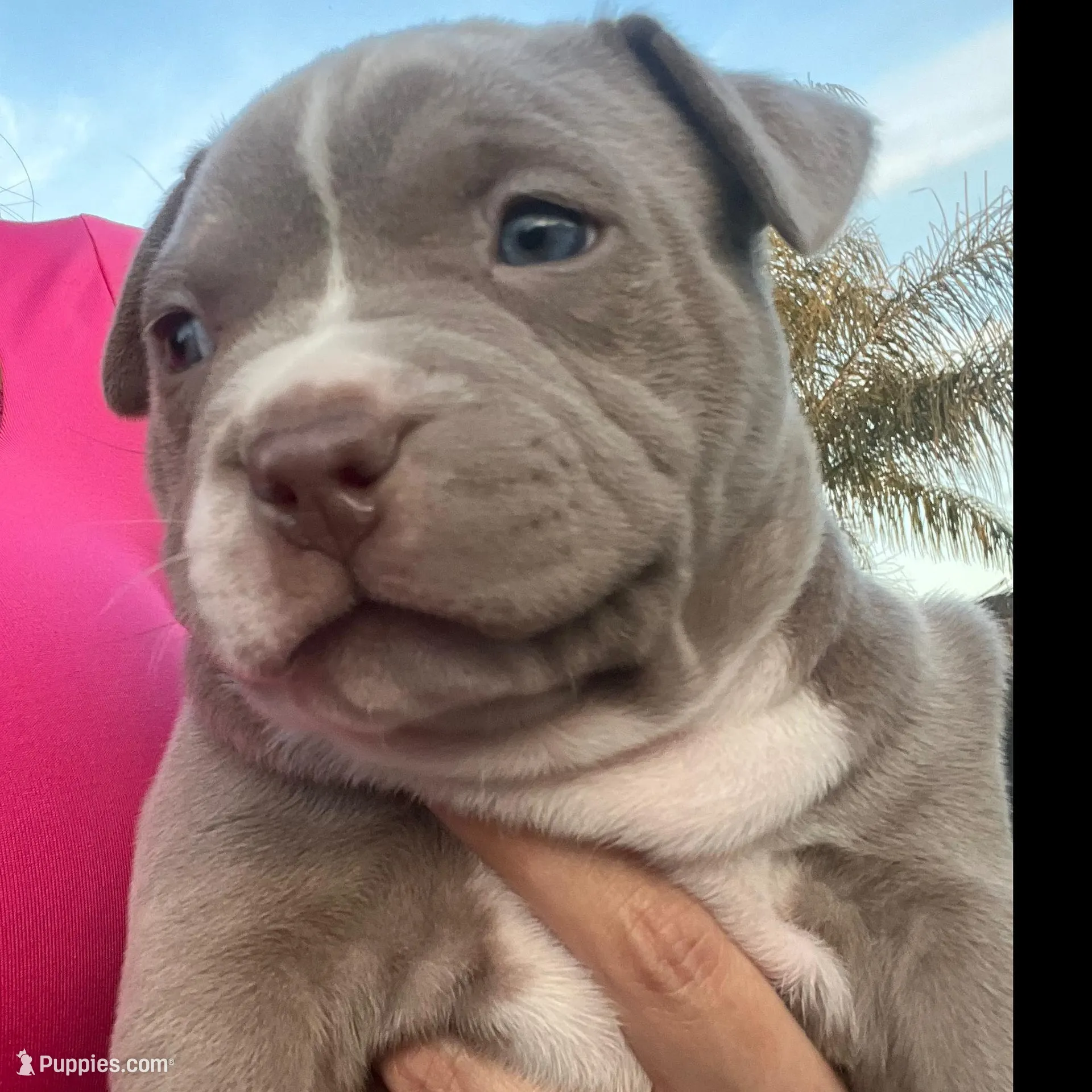 Female #3 $4000, a female American Bully for sale in Manteca, CA – Photo 3 of 6