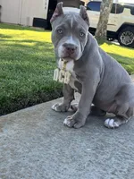 Female #3, a female American Bully for sale in Manteca, CA – Photo 5 of 9