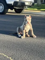 Female #3, a female American Bully for sale in Manteca, CA – Photo 8 of 9