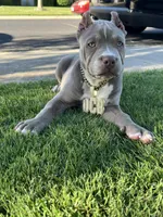 Female #3, a female American Bully for sale in Manteca, CA – Photo 6 of 9