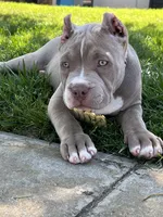 Female #3, a female American Bully for sale in Manteca, CA – Photo 3 of 9