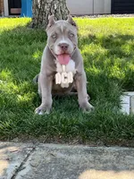 Female #3, a female American Bully for sale in Manteca, CA – Photo 7 of 9