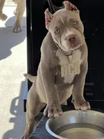 Female #3, a female American Bully for sale in Manteca, CA – Photo 2 of 9