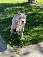 Female #3, a female American Bully for sale in Manteca, CA – Photo 4 of 9