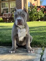 Female #3, a female American Bully for sale in Manteca, CA – Photo 1 of 9