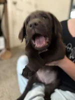 Female 1, a female Labrador Retriever for sale in Yoder, CO – 1 of 2