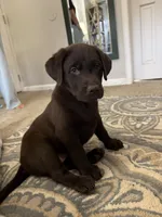 Female 1, a female Labrador Retriever for sale in Yoder, CO – 2 of 2
