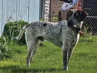 Chaco, a male Treeing Walker Coonhound for sale in Hotchkiss, CO – 2 of 3