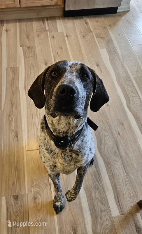 Chaco – Treeing Walker Coonhound puppy for sale in Hotchkiss, CO