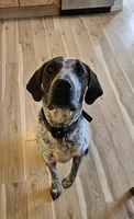 Chaco, a male Treeing Walker Coonhound for sale in Hotchkiss, CO – 1 of 3