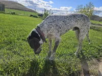 Chaco, a male Treeing Walker Coonhound for sale in Hotchkiss, CO – 3 of 3