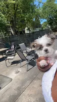 You name , a male Shih Tzu and Morkie for sale in Baltimore, MD – 3 of 4