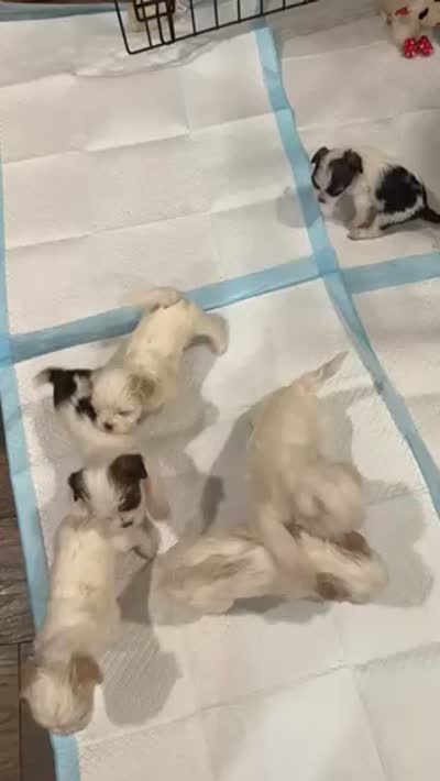 you name, a male Shih Tzu and Morkie for sale in Baltimore, MD – 4 of 4