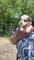 you name, a male Shih Tzu and Morkie for sale in Baltimore, MD – 1 of 4
