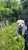 you name , a female Shih Tzu and Morkie for sale in Baltimore, MD – 1 of 3