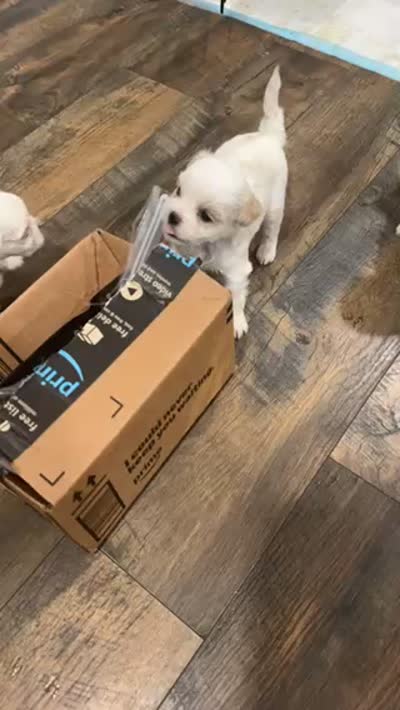 you name , a female Shih Tzu and Morkie for sale in Baltimore, MD – 3 of 3