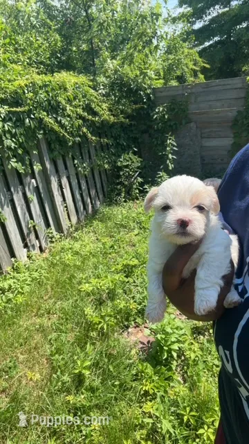 you name – Shih Tzu, Morkie puppy for sale in Baltimore, MD