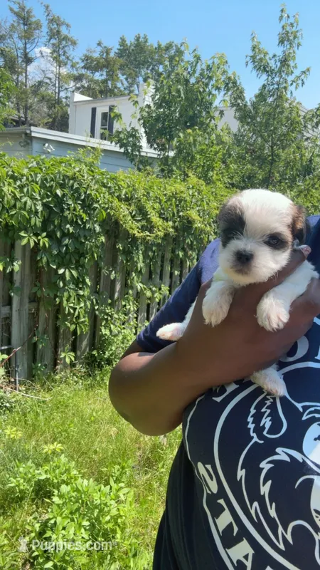 You name  – Shih Tzu, Morkie puppy for sale in Baltimore, MD