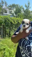 You name , a male Shih Tzu and Morkie for sale in Baltimore, MD – 1 of 4