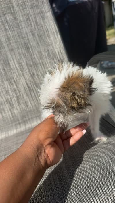 You name , a male Shih Tzu and Morkie for sale in Baltimore, MD – 4 of 4