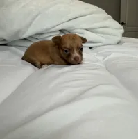 Manny the Mammoth (small puppy), a male Chihuahua for sale in Athens, TN – 4 of 7