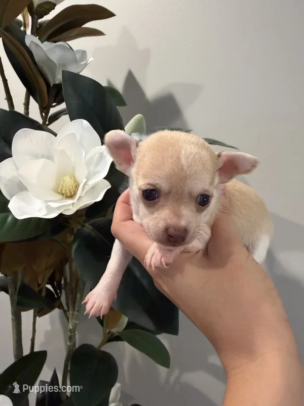 Dot – Chihuahua puppy for sale in Athens, TN