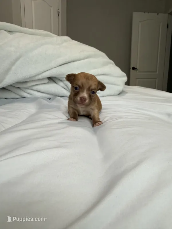 Manny the Mammoth  – Chihuahua puppy for sale in Athens, TN
