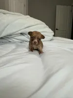 Manny the Mammoth (small puppy), a male Chihuahua for sale in Athens, TN – 1 of 7