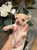 Dot (small puppy) , a female Chihuahua for sale in Athens, TN – 3 of 8