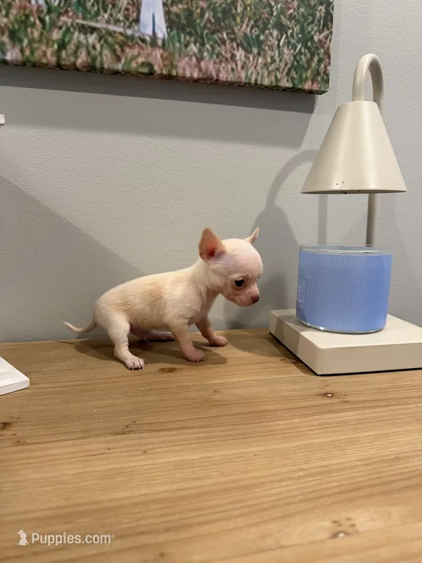 Duke – Chihuahua puppy for sale in Athens, TN