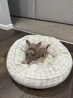 Tiffany Tea Cup, a female Chihuahua for sale in Athens, TN – 2 of 10