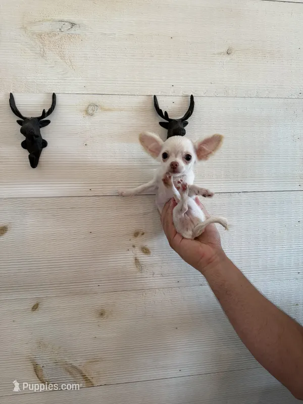 Scrat (tiny pup) – Chihuahua puppy for sale in Cleveland, TN
