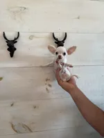 Scrat (tiny pup), a male Chihuahua for sale in Cleveland, TN – 1 of 10