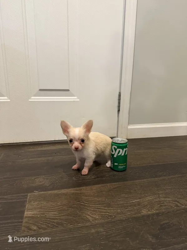 Sid  – Chihuahua puppy for sale in Athens, TN