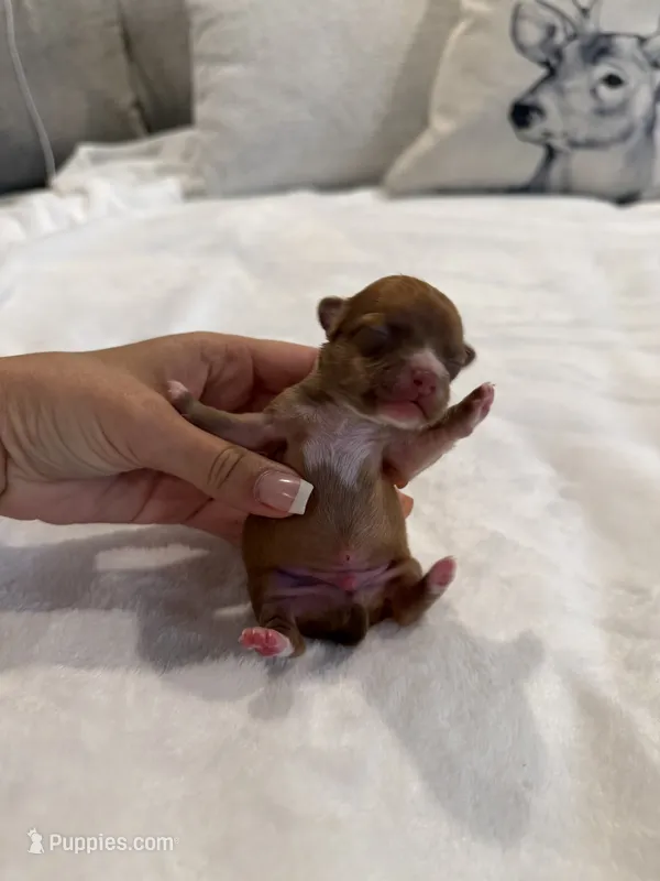 Manny the Mammoth  – Chihuahua puppy for sale in Athens, TN