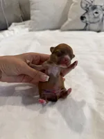 Manny the Mammoth , a male Chihuahua for sale in Athens, TN – 1 of 5