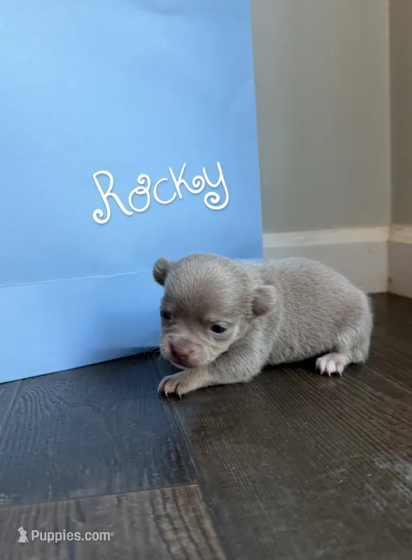 Rocky  – Chihuahua puppy for sale in Athens, TN