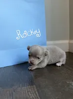 Rocky (medium size), a male Chihuahua for sale in Athens, TN – 3 of 10