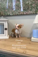 Granny (tiny puppy), a female Chihuahua for sale in Athens, TN – 2 of 4